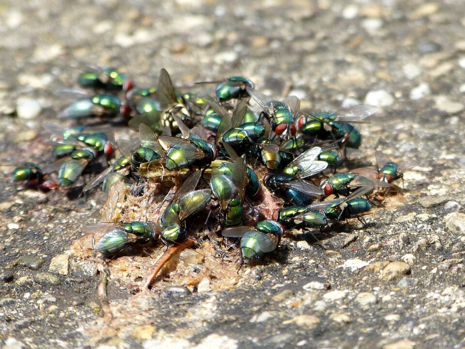 Flies insect vermin