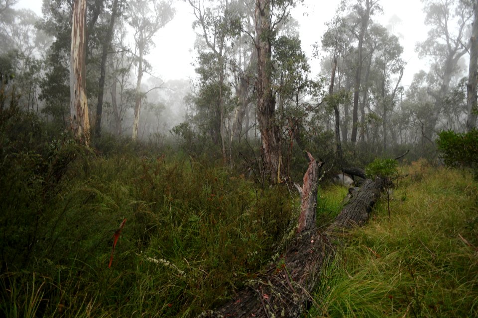 Square Rock Walking Track, Namadgi National Park 06