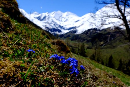 Spring In Alps (228028139)