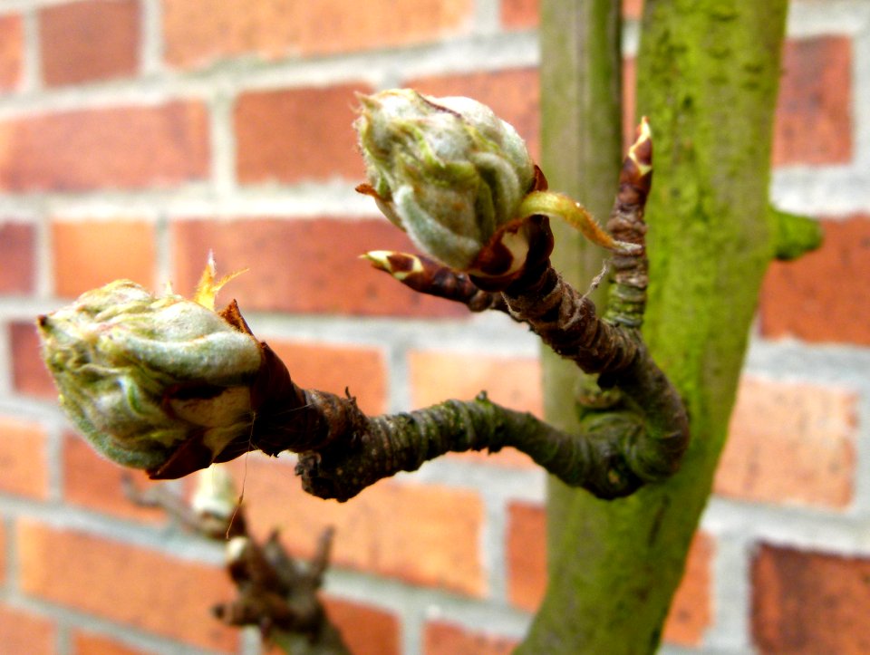 Spring is coming