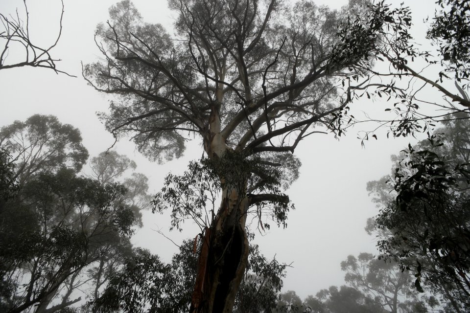 Square Rock Walking Track, Namadgi National Park 13
