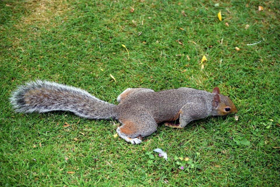 Sniffing rodent mammal