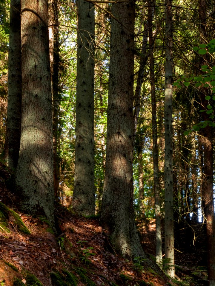 Spruces growing on a slope in Gullmarsskogen ravine