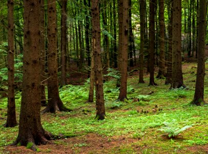 Spruce forest at Holma by Gullmarn 3