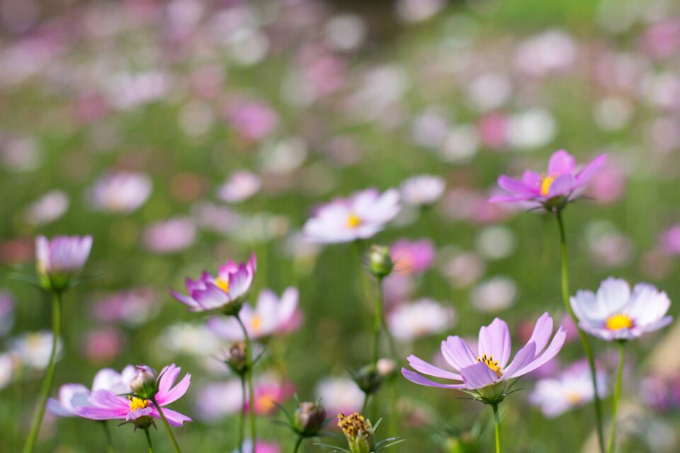 Flower canton wetlands