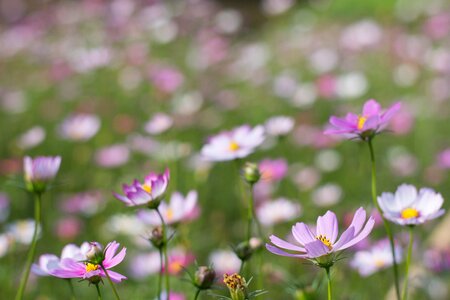 Flower canton wetlands