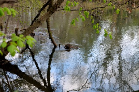 Spree in Spreeaue Cottbus-Nord 2021-04-24 04