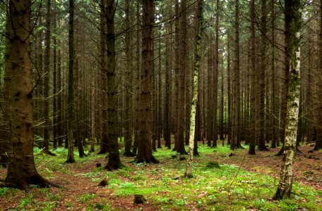Spruce forest at Holma by Gullmarn 5