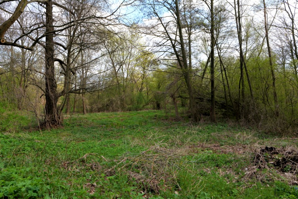 Spreeaue Cottbus-Nord at Käthe-Kollwitz-Ufer 2021-04-24 06