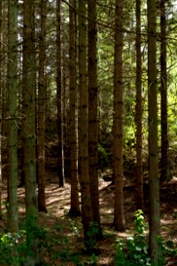 Spruces in Grytan, Immestad 1