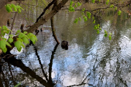 Spree in Spreeaue Cottbus-Nord 2021-04-24 02