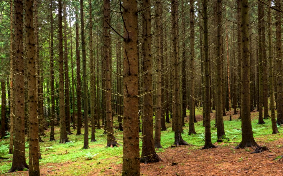 Spruce forest at Holma by Gullmarn 1