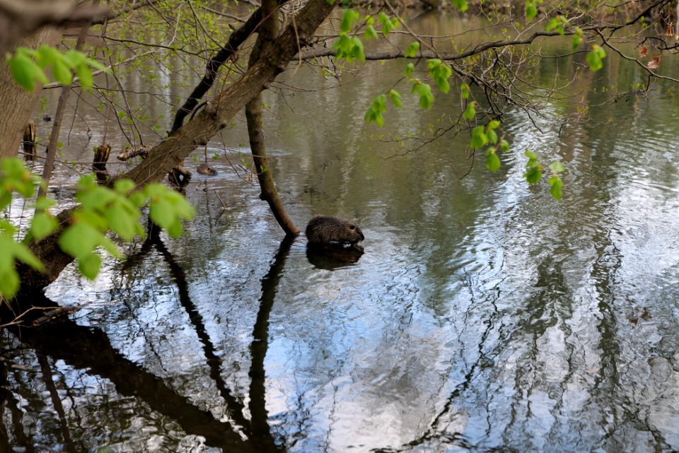 Spree in Spreeaue Cottbus-Nord 2021-04-24 03