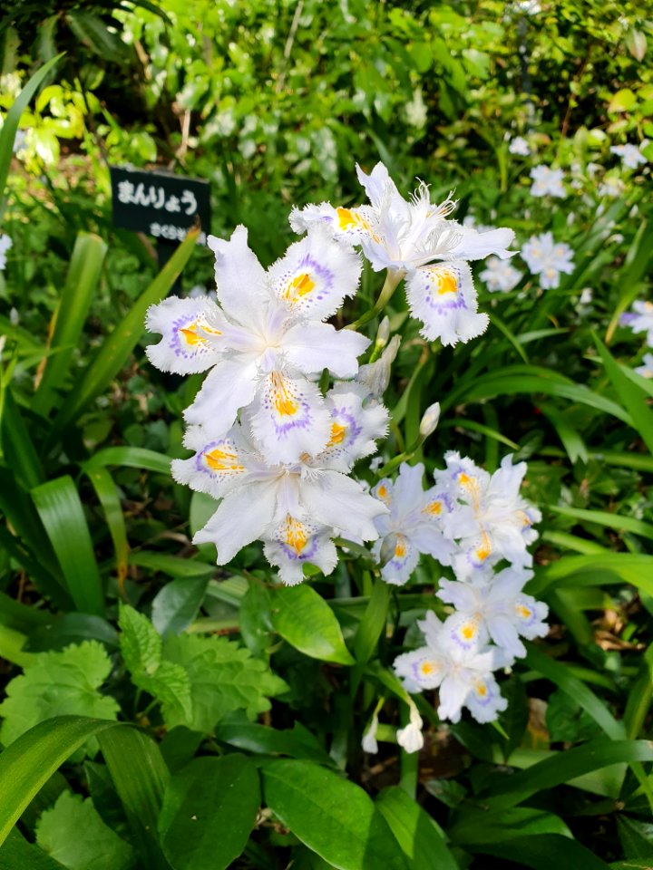 Spring plants at Institute for Nature Study 6
