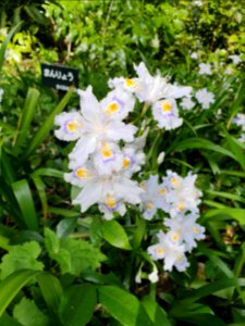 Spring plants at Institute for Nature Study 6
