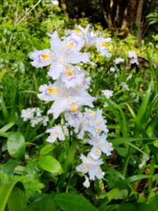 Spring plants at Institute for Nature Study