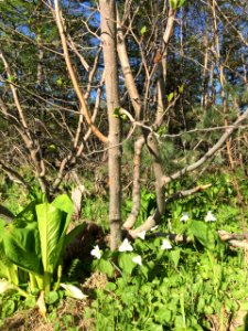 Spring flowers. Nekrasovka, Sakhalin