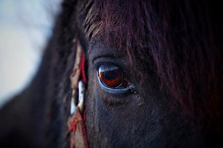 Pferdeportrait horse eye eyelashes photo