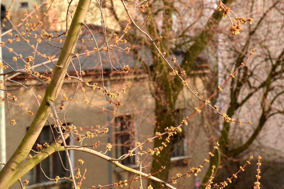 Spring in Lodz, March 2019 001