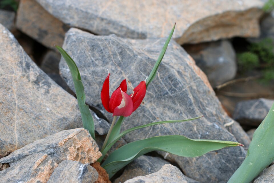 Flower garden plant