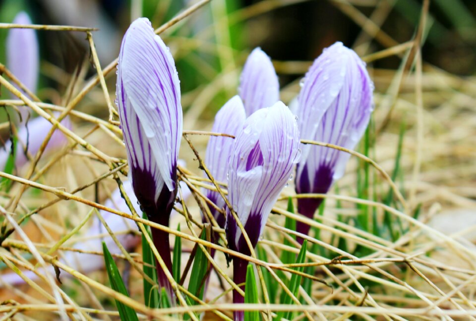Nature plant purple