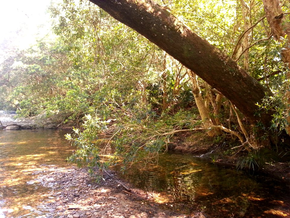 Spring at the Yadboro River crossing on the Kaliana Ridge Track near Long Gully Campground 001
