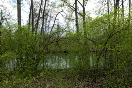 Spreeaue Cottbus-Nord at Käthe-Kollwitz-Ufer 2021-04-24 02