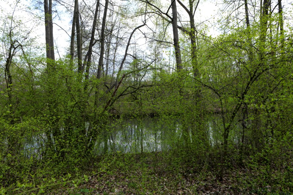 Spreeaue Cottbus-Nord at Käthe-Kollwitz-Ufer 2021-04-24 01