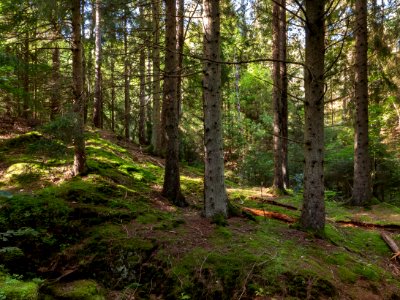 Spruces in Gullmarsskogen ravine