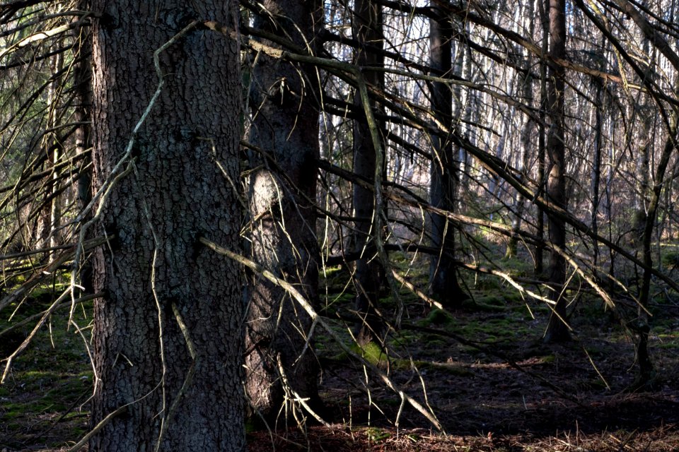 Spruces with branches at Myrstigen