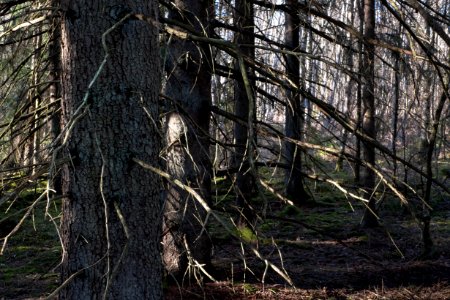Spruces with branches at Myrstigen