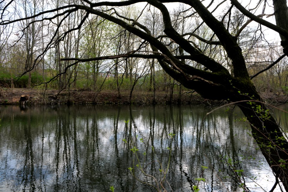 Spree in Spreeaue Cottbus-Nord 2021-04-24 01