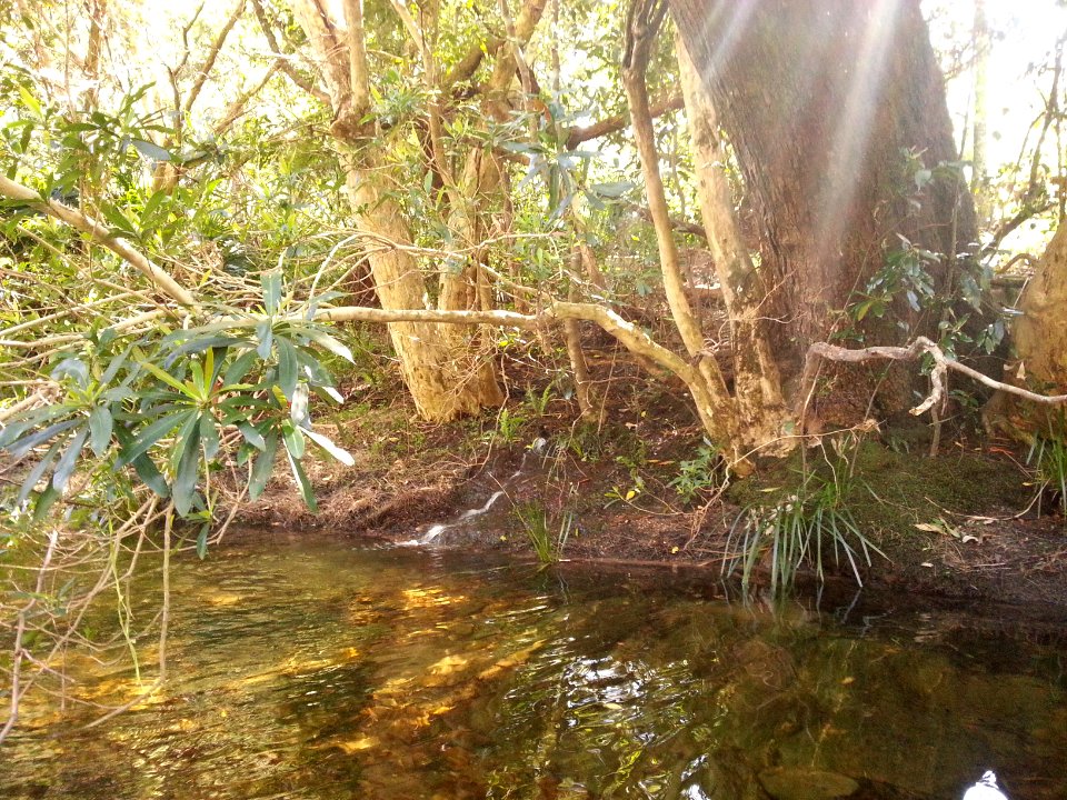 Spring at the Yadboro River crossing on the Kaliana Ridge Track near Long Gully Campground 002