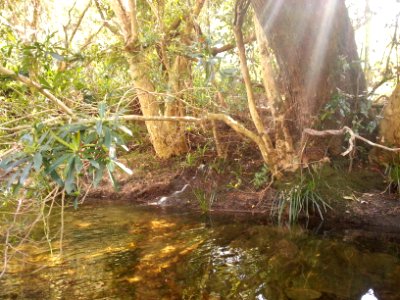 Spring at the Yadboro River crossing on the Kaliana Ridge Track near Long Gully Campground 002