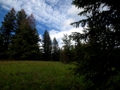 Spruce Grove in Wrinkly Face Provincial Park photo