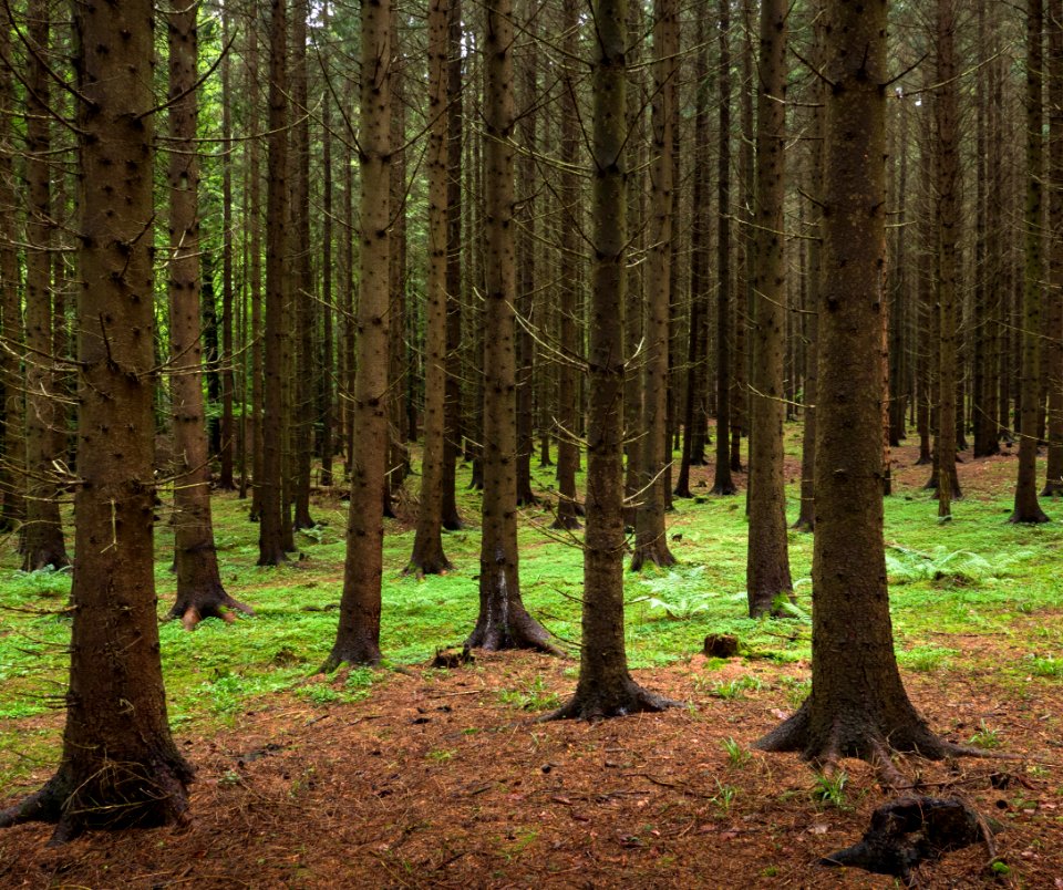 Spruce forest at Holma by Gullmarn 2