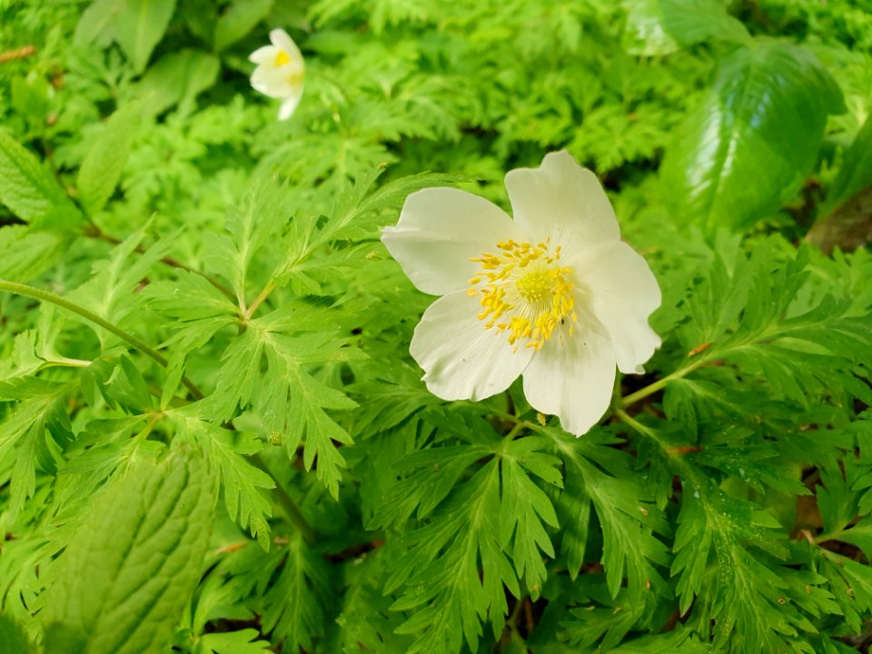 Spring plants at Institute for Nature Study 4