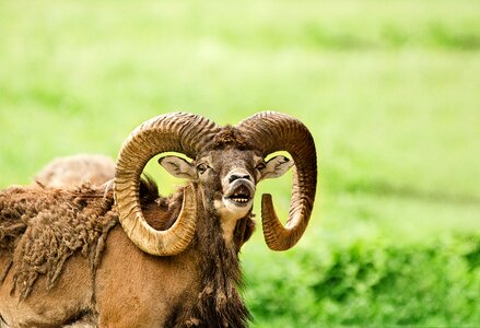 Horns paarhufer mammal