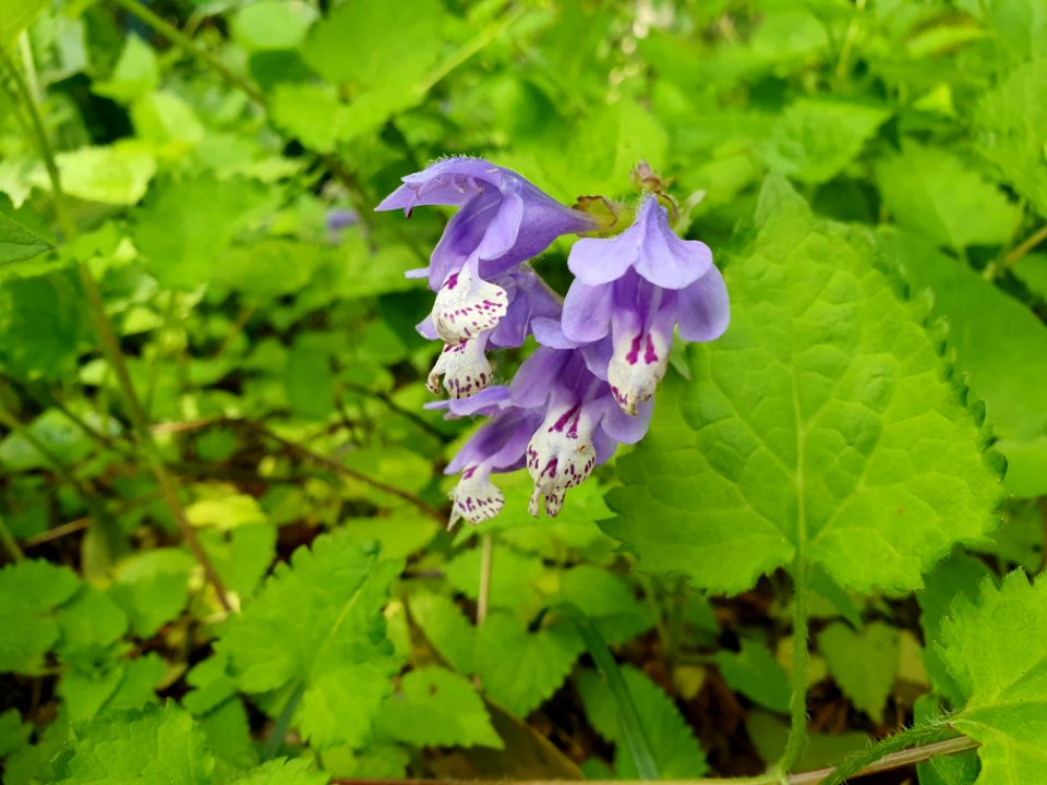 Spring plants at Institute for Nature Study 5