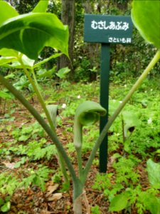 Spring plants at Institute for Nature Study 8