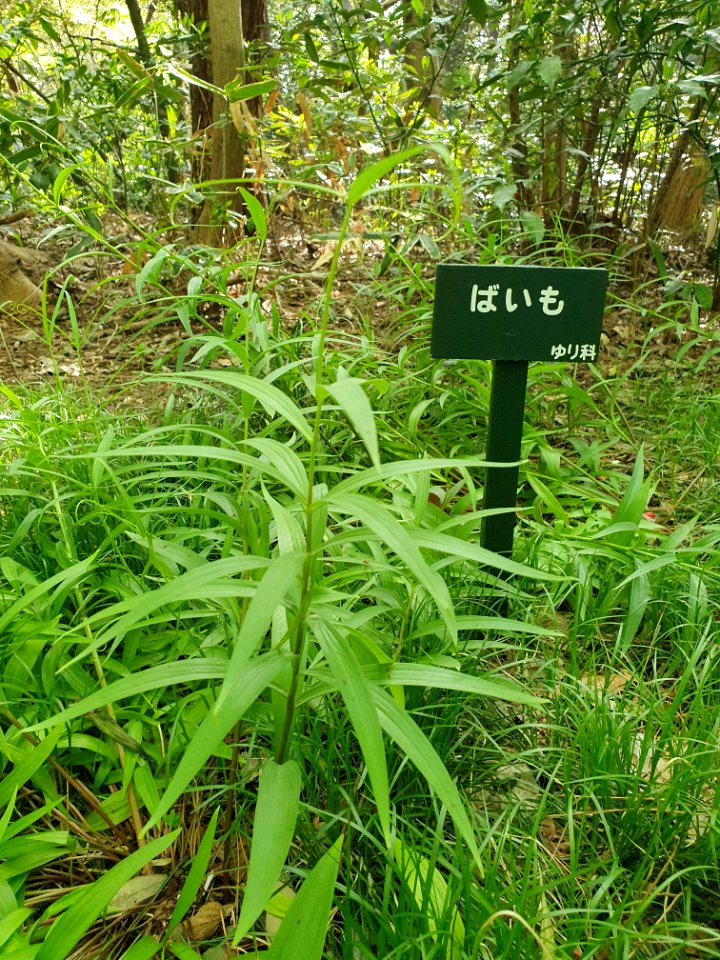 Spring plants at Institute for Nature Study 2