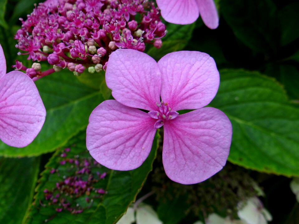 Pink blossom botanical