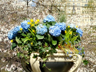 Spring in Central Park - DSC05946
