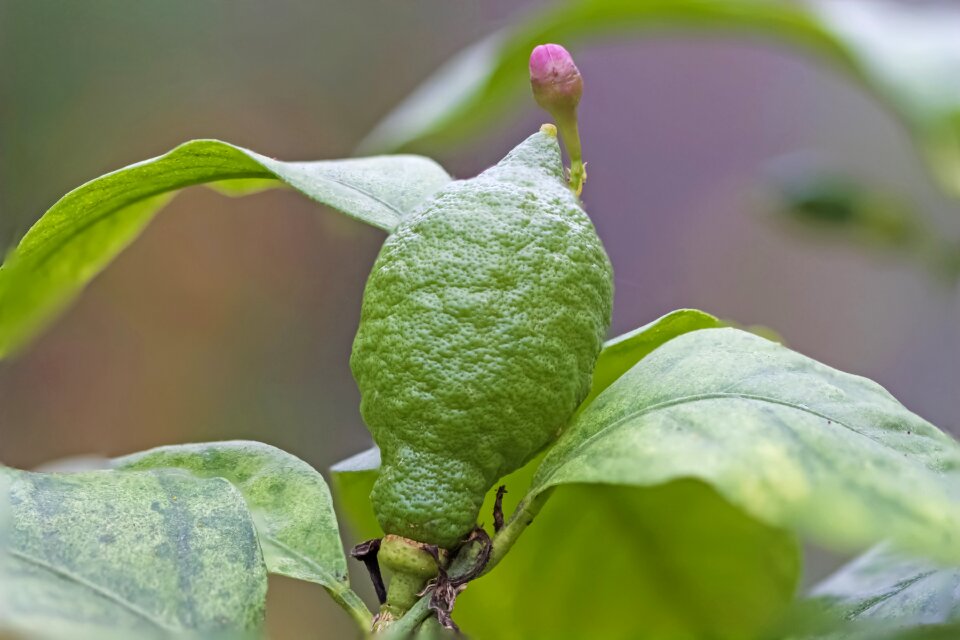 Immature citrus fruit food