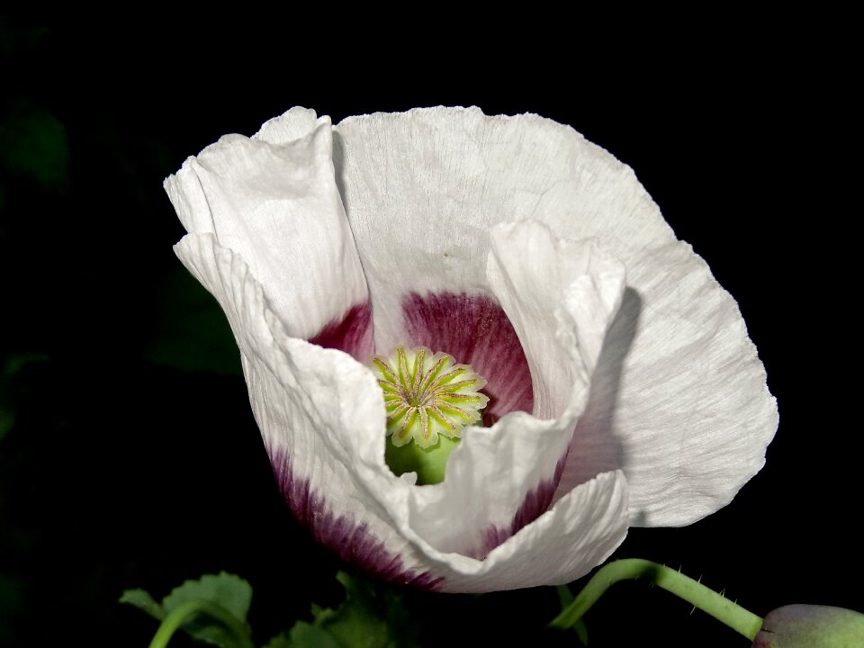 Summer natural blossom