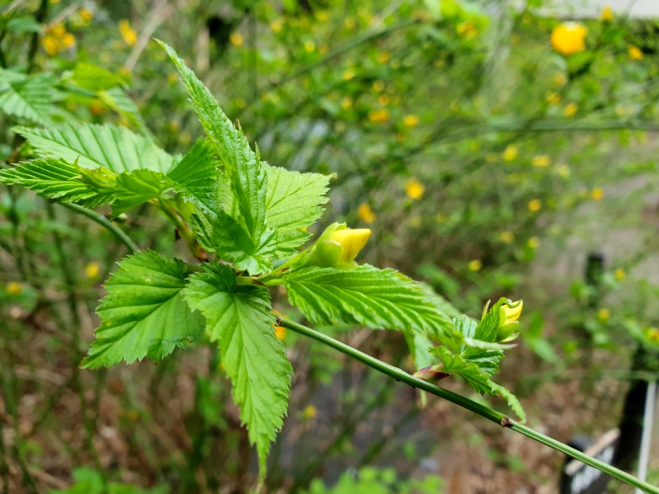 Spring at Institute for Nature Study 3