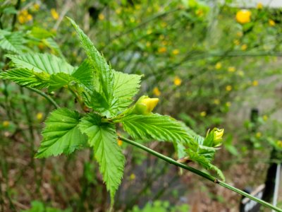 Spring at Institute for Nature Study 3