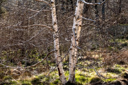 Spring birches in pouring sunlight photo