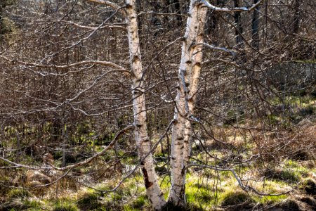 Spring birches in pouring sunlight