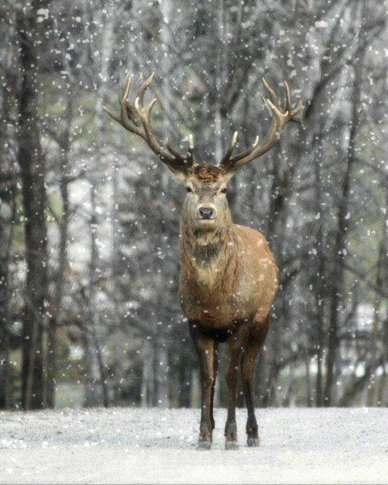 Nature wildlife wild